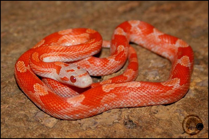 Pied Sided Lava Bloodred Motley